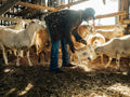 At Work with Ballew Farms: Cultivating Deep Roots
