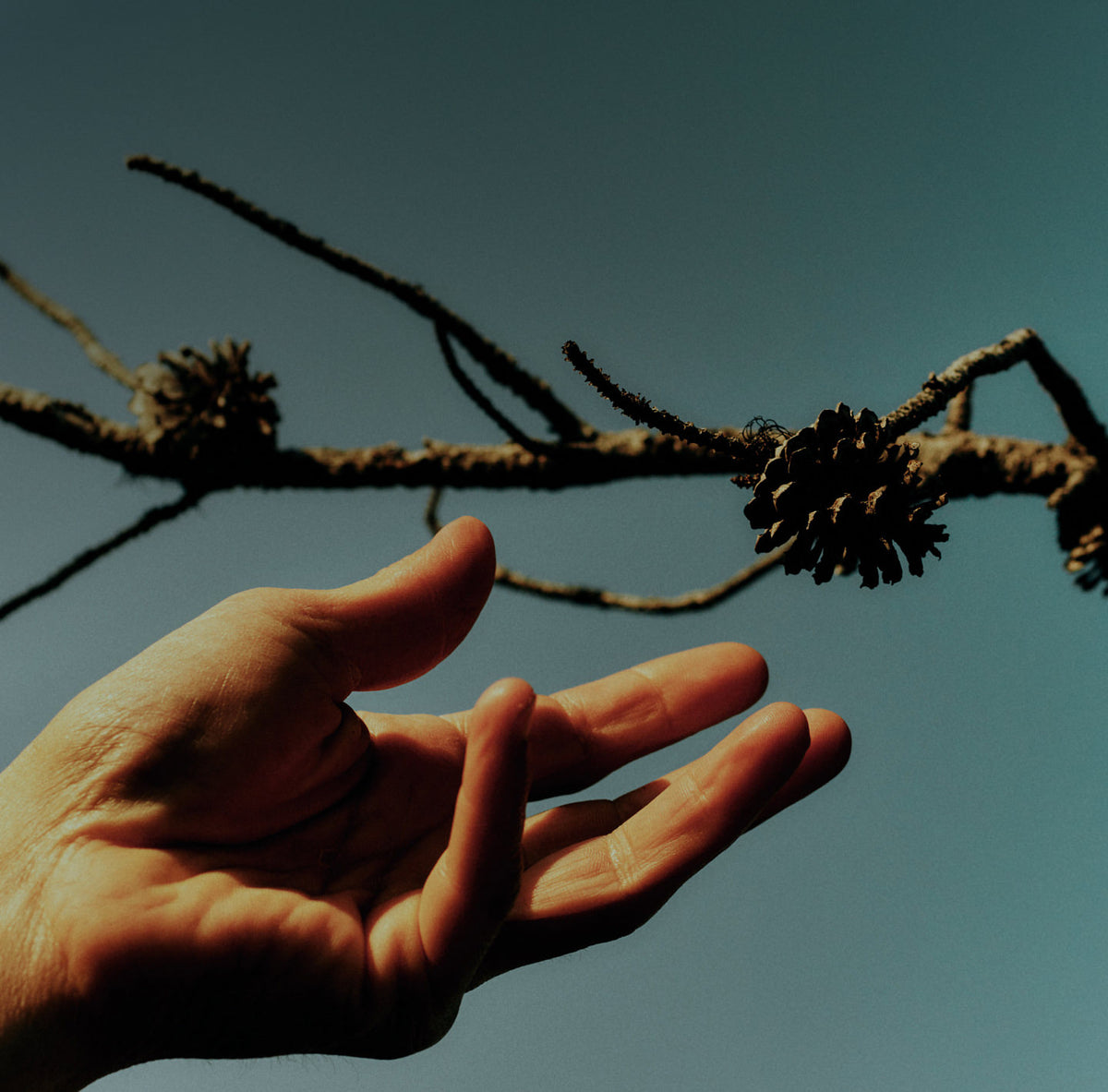 A closeup shot of a hand reaching out for a pinecone attached to a branch with a blue sky in the background. 