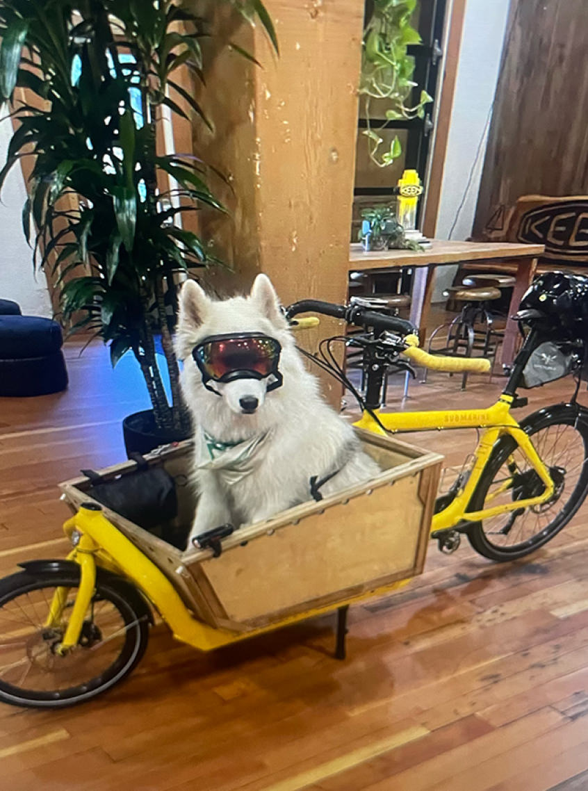 Fluffy, white dog wearing glasses in back trailer of yellow bicycle at Keen headquarters